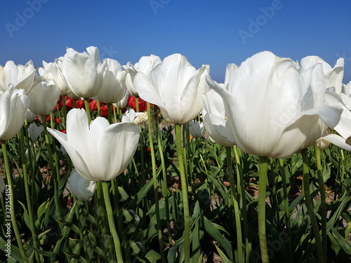 Tulipa, Clearwater, Tulpenbluete photo