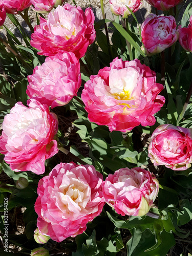 Tulipa  Double Sugar  Tulpenbluete