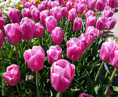 Tulipa, Expression, Tulpenbluete photo