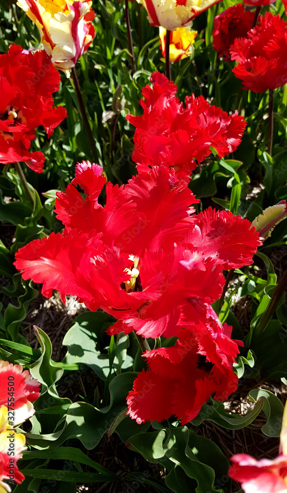 Tulipa, Flaming Parrot, Garden Fire, Tulpenbluete Tulipa, Flaming Parrot, Garden Fire, Tulpenbluete