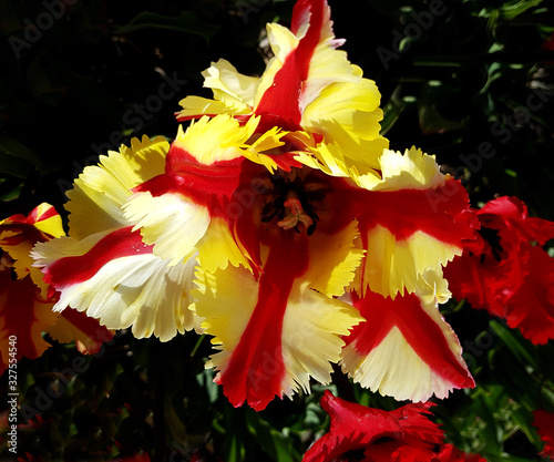 Tulipa, Flaming Parrot, Garden Fire, Tulpenbluete photo