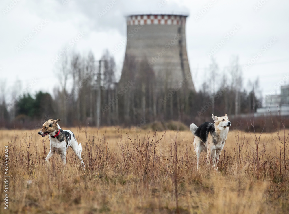 Dogs standing in autumn field at cloudy day Dogs standing in autumn field at cloudy day