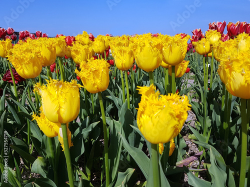 Tulipa, Inspire, Tulpenbluete photo