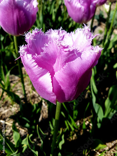 Tulipa, Lilac Chrystal, Tulpenbluete photo