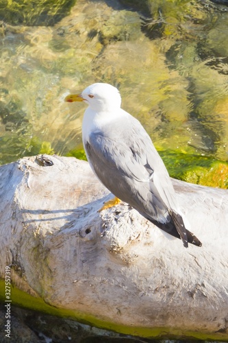 One seagull sitting on tree trunk in clear coast water. Mediterranean or Caribbean holiday vacation destination. Lonely dream island nature beach for journey. Algae and stones on sea floor
