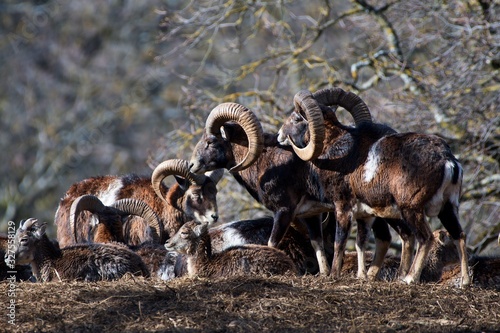 European mouflon Ovis aries musimon in natural environment, Carpathian forest, Slovakia, Europe