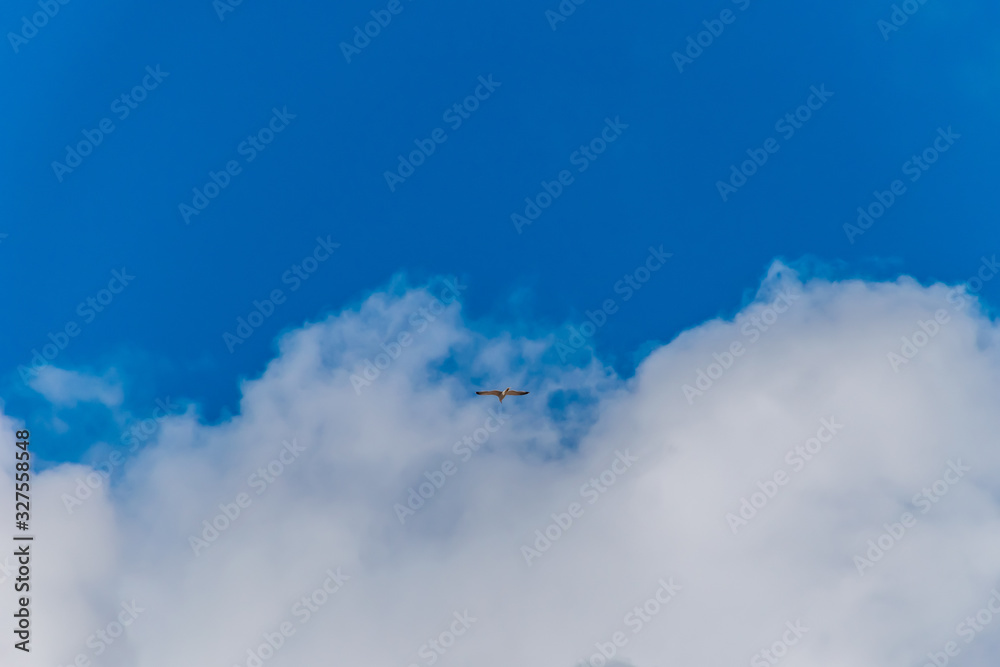 The wide angle shot of a seagull flying against the background of a white cloud in the blue sky The wide angle shot of a seagull flying against the background of a white cloud in the blue sky