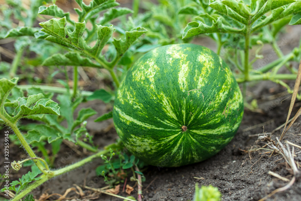 Watermelon grows on the ground Watermelon grows on the ground