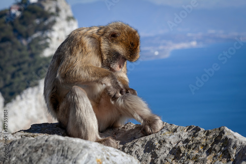 A preening Gibraltar Barbary macaque, considered by many to be the top tourist attraction in Gibraltar. © leighton collins