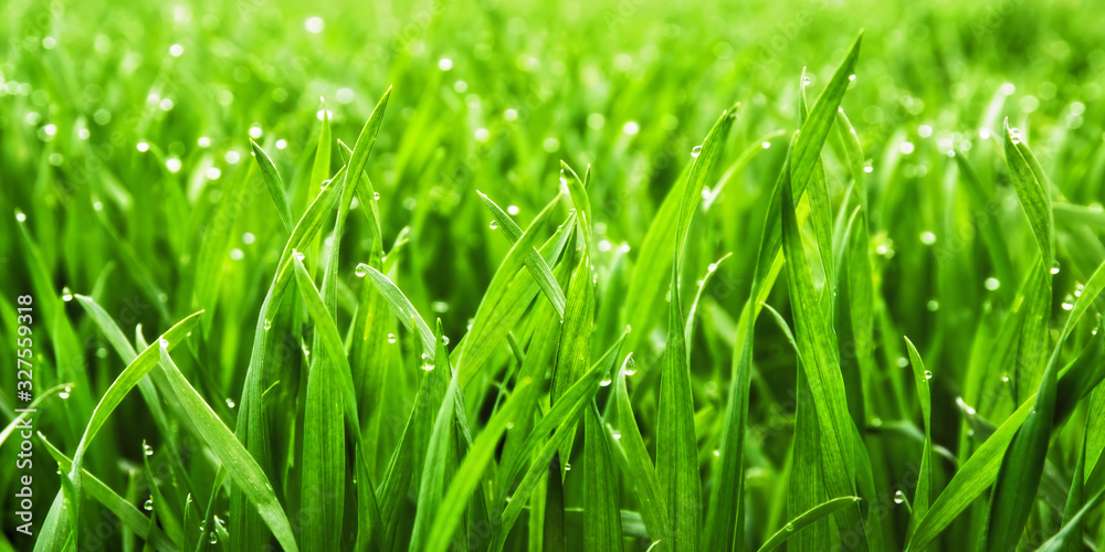 Closeup of lush uncut green grass with drops of dew in soft morning light Closeup of lush uncut green grass with drops of dew in soft morning light