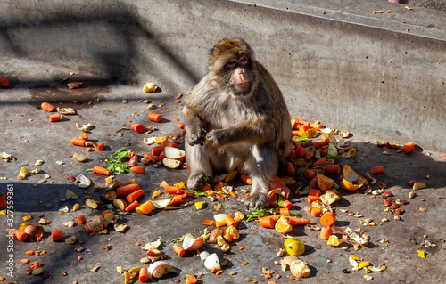 The Gibraltar Barbary macaques, considered by many to be the top tourist attraction in Gibraltar.