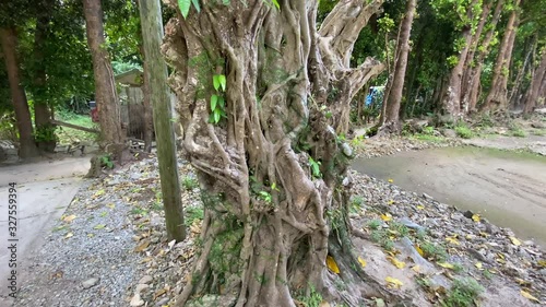 存在感のある木