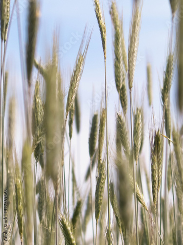 Close up of wheat pla