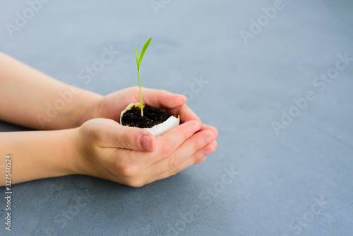 Egg shell with growing sprout