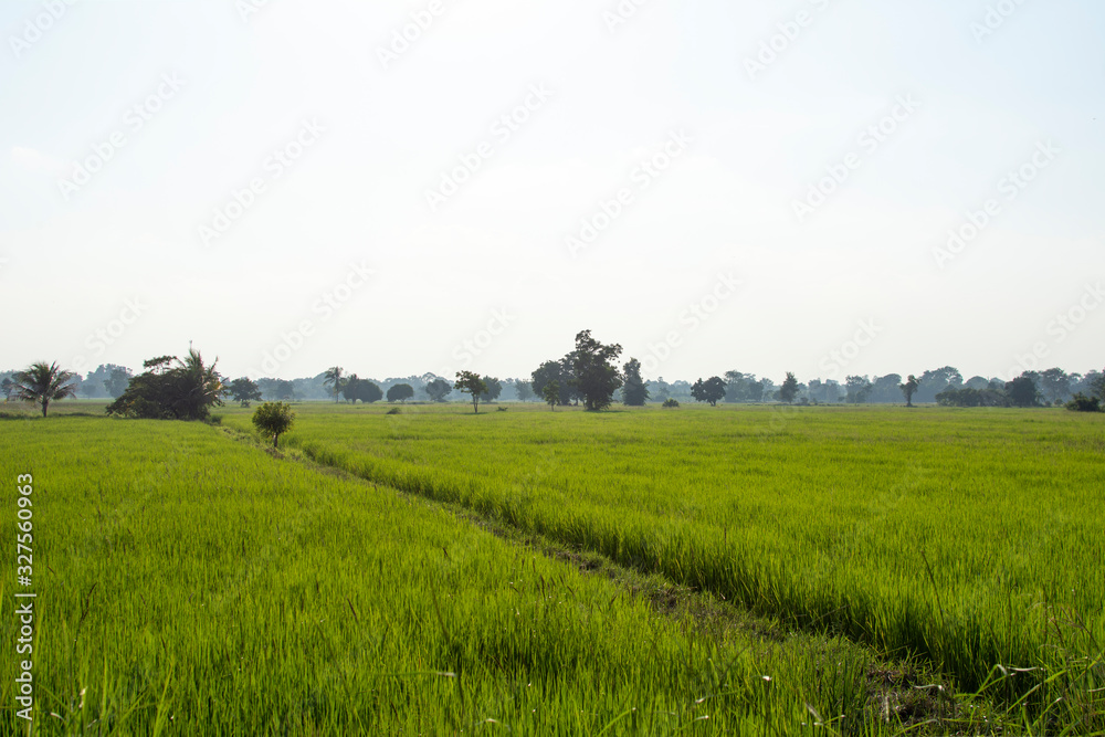 rural landscape with green field and blue sky rural landscape with green field and blue sky