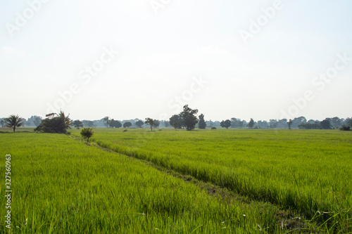 rural landscape with green field and blue sky