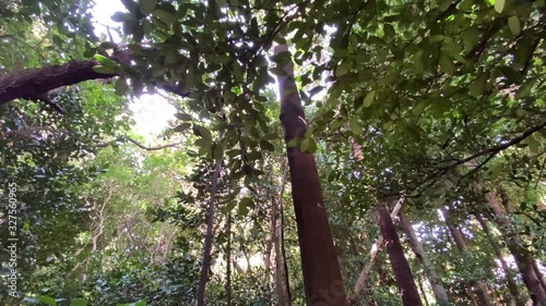 備瀬のフクギ並木