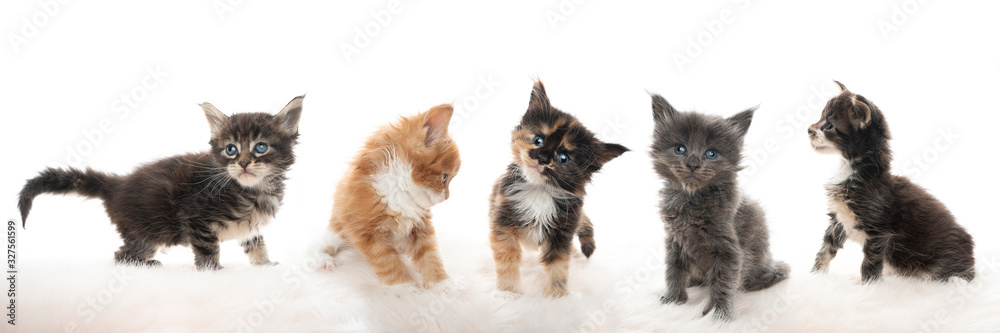 group portrait cute 5 week old maine coon kittens looking in different directions isolated on white background