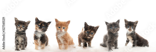 Valokuva group of cute 5 week old maine coon kittens looking at camera curiously isolated