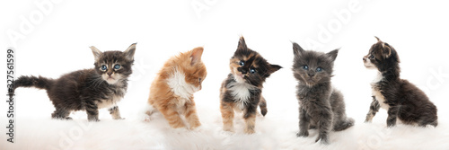 group portrait cute 5 week old maine coon kittens looking in different directions isolated on white background