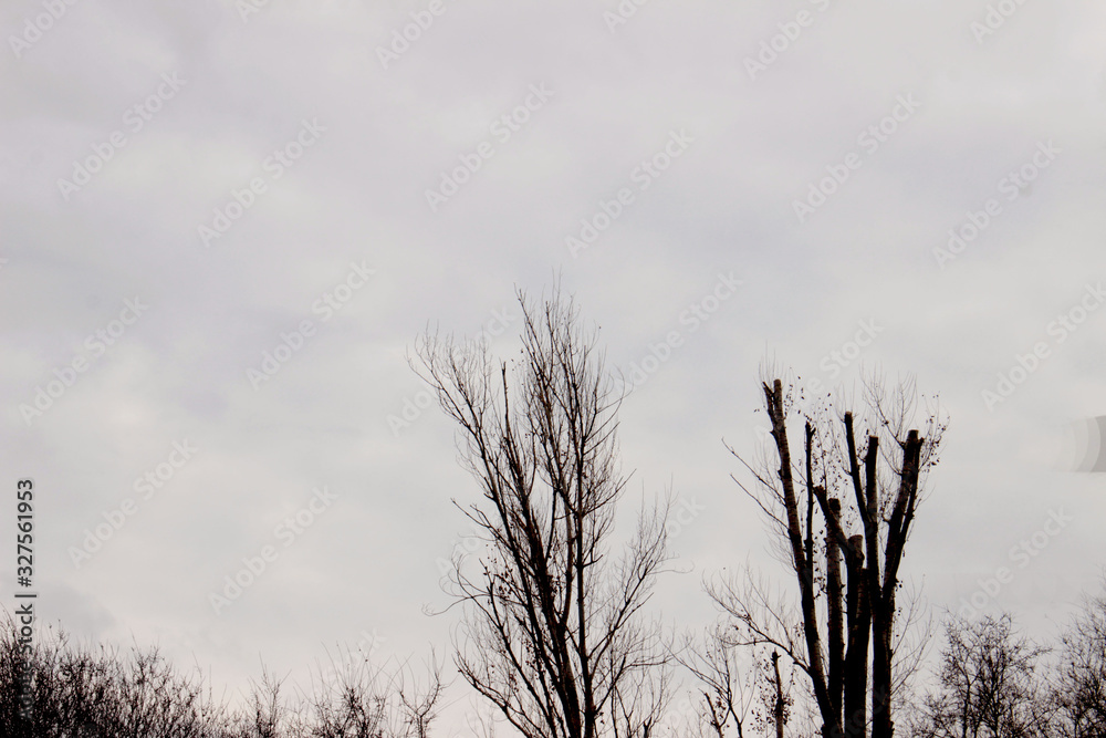 Obraz premium tree in the fog