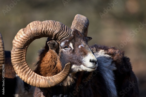 Portrait of Ovis aries musimon European mouflon, Carpathian forest, Slovakia, Europe photo