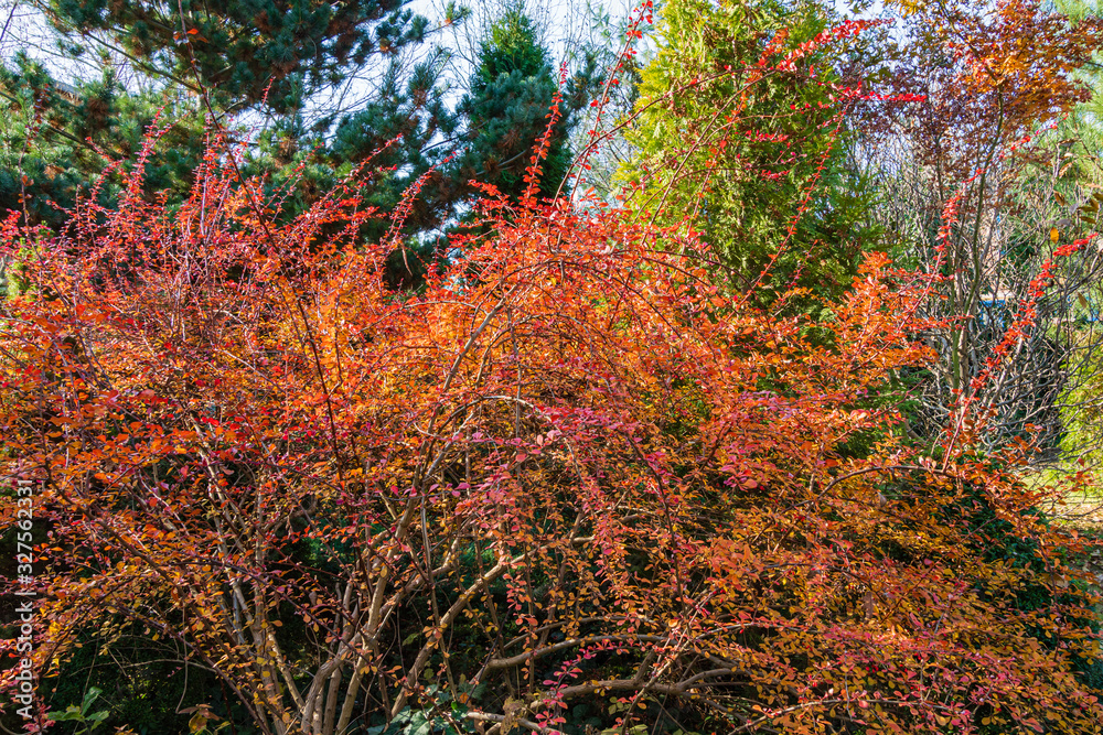 Red leaves on curved branches of barberry bush on blurry background of evergreens. Selective focus. Barberry Berberis thunbergii Atropurpurea in decorative garden. Nature concept for design. Red leaves on curved branches of barberry bush on blurry background of evergreens. Selective focus. Barberry Berberis thunbergii Atropurpurea in decorative garden. Nature concept for design.