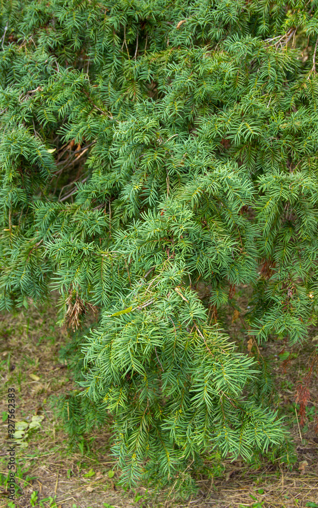 Taxus baccata new shoots growing shrub ornamental plant, fresh green burgeons bunch coniferous plant. Leaves can serve as bioindicators of heavy metals in the air