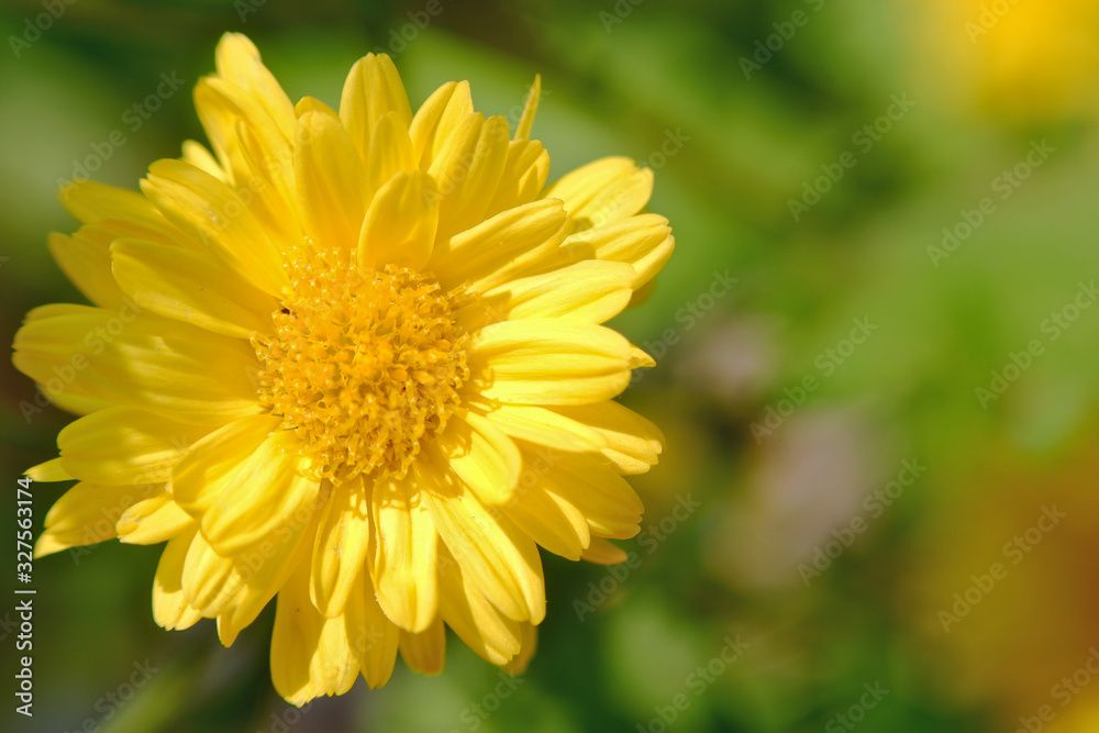 chrysanthemum with copy space on blured background chrysanthemum with copy space on blured background