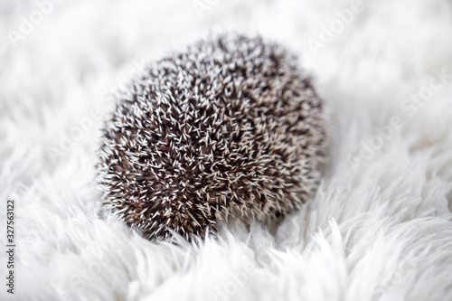 a small hedgehog lying on a white fur background