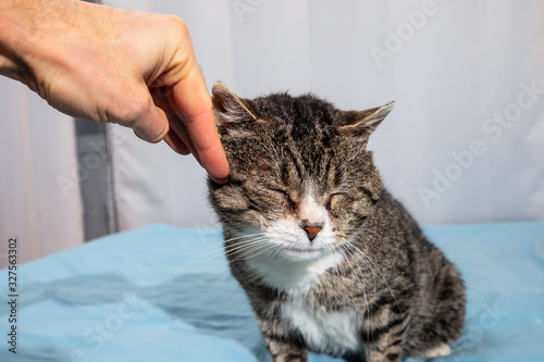 Owner stroking old cute cat at home photo