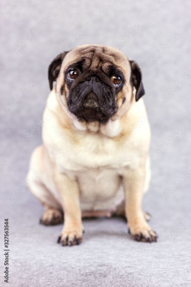 Pug dog with sad big eyes sits on a gray background and looks at the camera