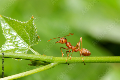 Close up red ant on green laef in nature at thailand