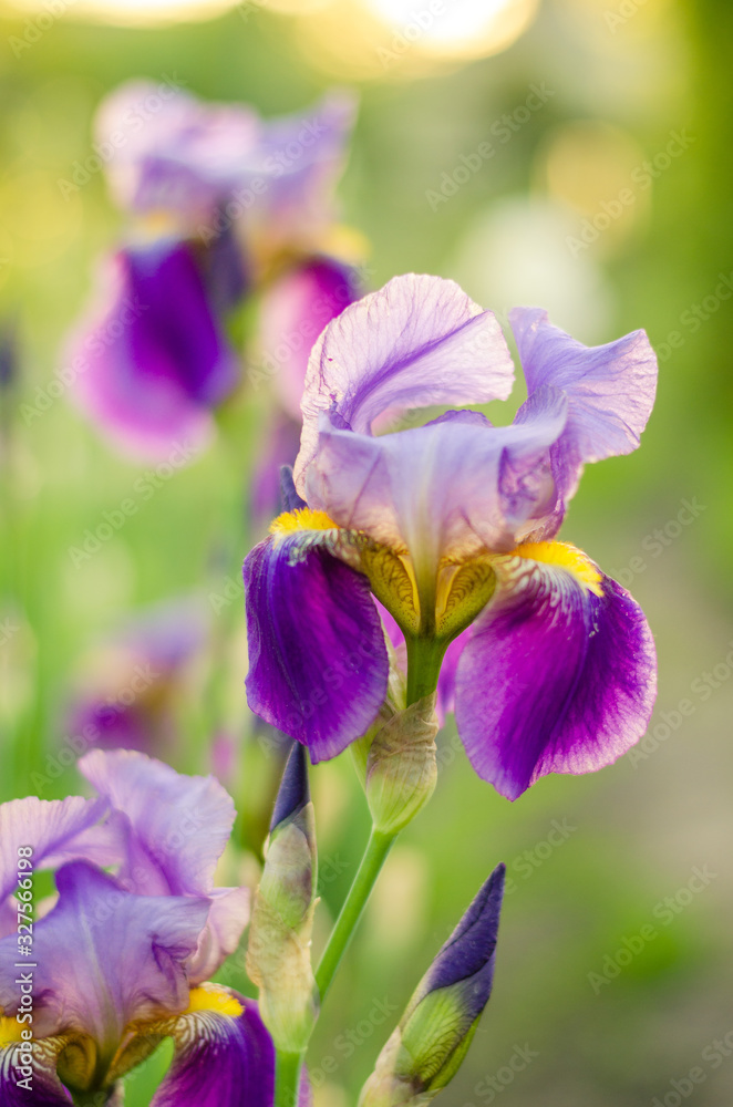Close-up of iris flower. Purple Iris flower. Macro. Close up