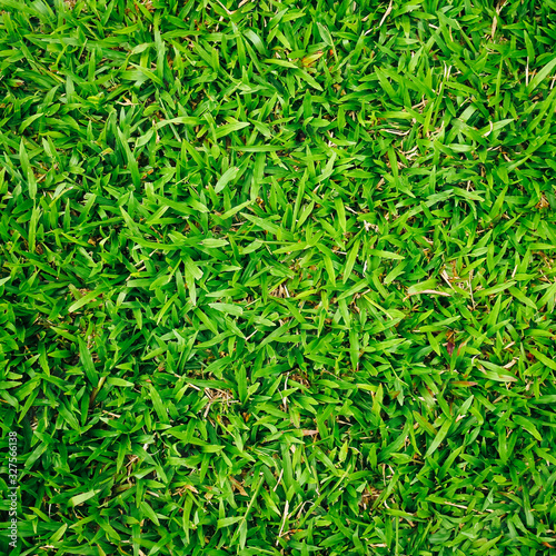 natural green grass background 