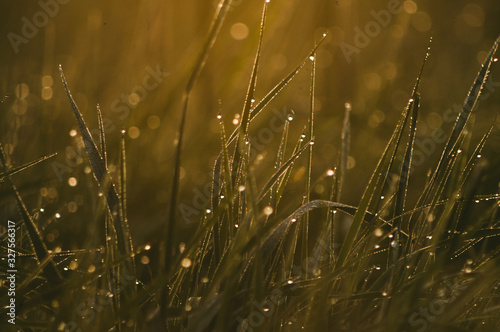 Fresh forest thickets of grass in drops of morning dew sparkling in the sunlight