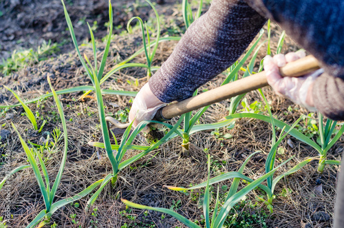 Garden work in the spring. Weeding onions in the garden