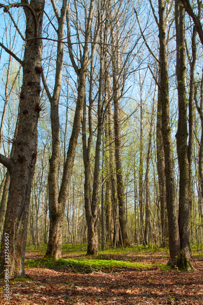 Spring time in a forest. Sunny spring forest