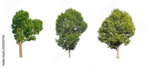 tree isolated on white background