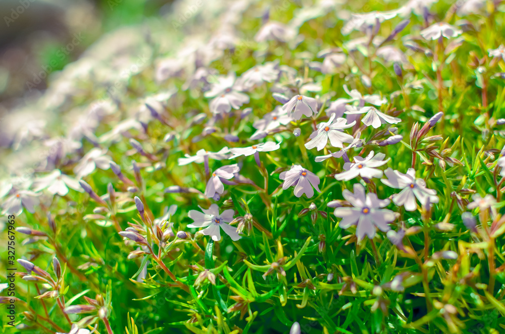 Phlox divaricata Phlox divaricata. Blue phlox Closeup Phlox divaricata Phlox divaricata. Blue phlox Closeup