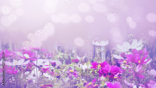 background nature Flower mexican aster pink. background flower blur. wallpaper Flower, Space for text. Sulfur Cosmos. pink Cosmos.