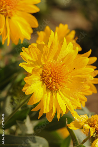 The natural sunflower  yellow color