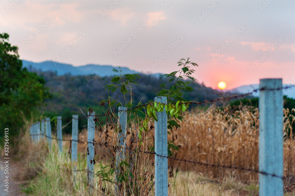 Fototapeta premium Old Barbed Wire Fence and Ranch