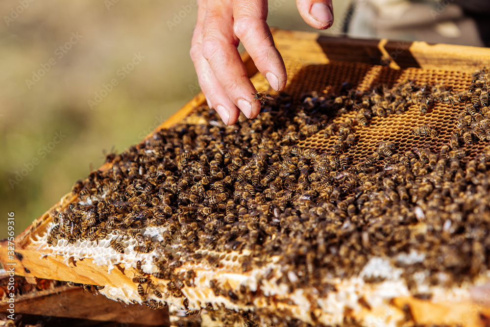 Beekeeper at work. Frames of a bee hive. Apiary concept Beekeeper at work. Frames of a bee hive. Apiary concept