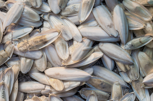 Sun Drying Cuttlefish Bones