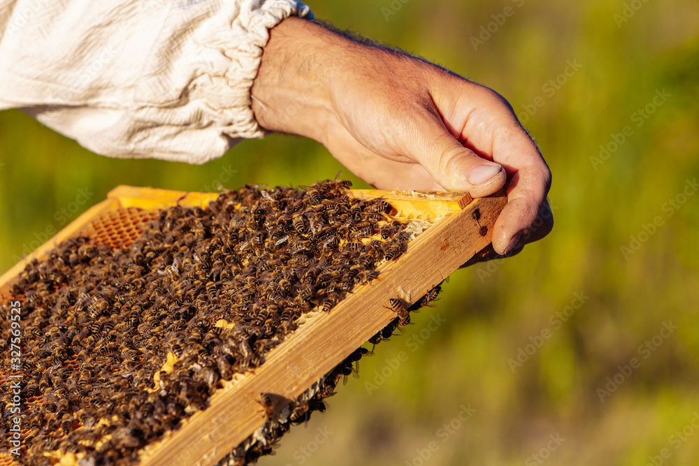 hands of man shows a wooden frame with honeycombs on the background of green grass in the garden hands of man shows a wooden frame with honeycombs on the background of green grass in the garden