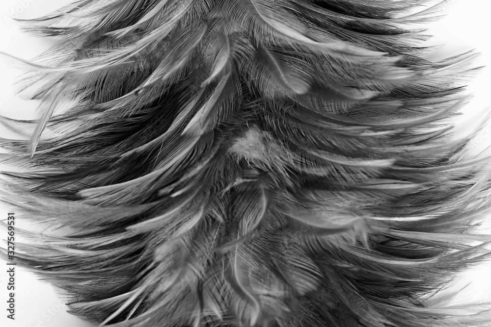 Obraz premium Beautiful dark black feather pattern texture background