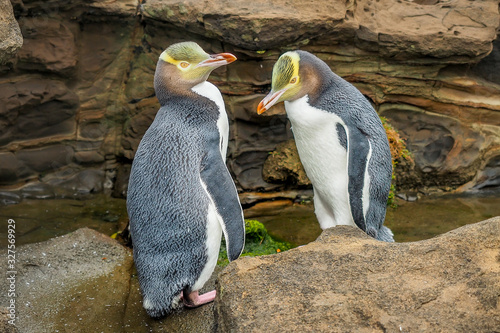 Tow Yellow Eyed Penguins are in the wild. New Zealand native penguin. photo