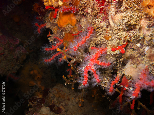 Mediterranean coral reef