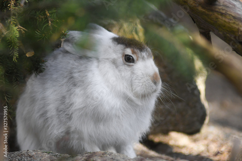 Lepre alpina (Lepus timidus) in Inverno con pelliccia bianca photo